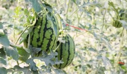 林州吃瓜网红爆料,揭秘当地美食背后的故事