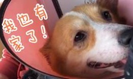 向死而生二狗最新爆料是哪一集,揭秘哪一集引发热议